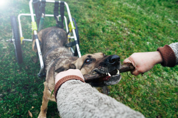 istock dog disabled german shepherd on a wheelchair 1150851665
