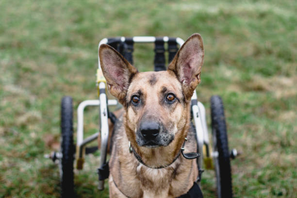 istock dog disabled german shepherd on a wheelchair 1150851816