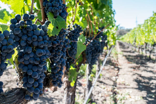 istock Cabernet Sauvignon Grapes in Napa Valley 1150851872