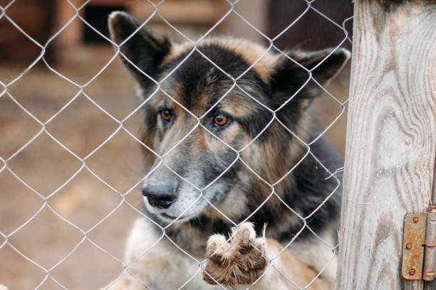 istock dog in a cage. cruelty to animals 1150851955