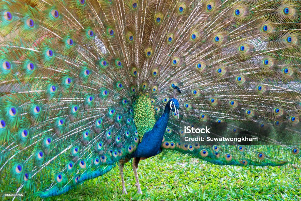 Pavo Real Con Detalle De Plumas Fondo De Pantalla De Pavo Real Foto de stock y más banco de imágenes de Animal - iStock Pavo Real Con Detalle De Plumas Fondo De Pantalla De Pavo Real Foto de stock y más banco de imágenes de Animal - iStock