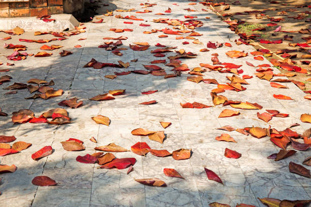 istock Dry malabar leaves Red and brown background 1150853126