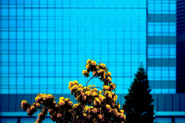 istock office building closeup and tree, business concept 1150854530