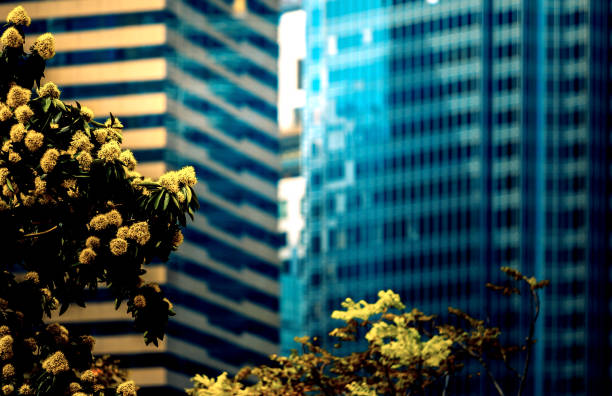office building closeup and tree, business concept