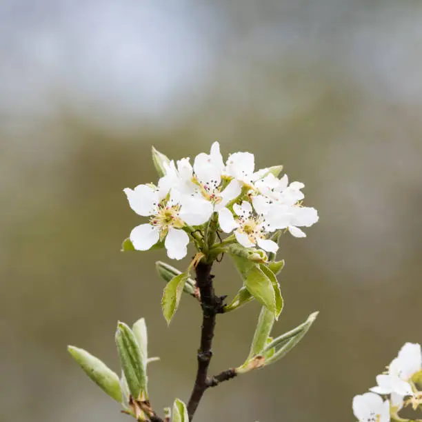 White wildapple tree blossom twig close up by a natural blurred background