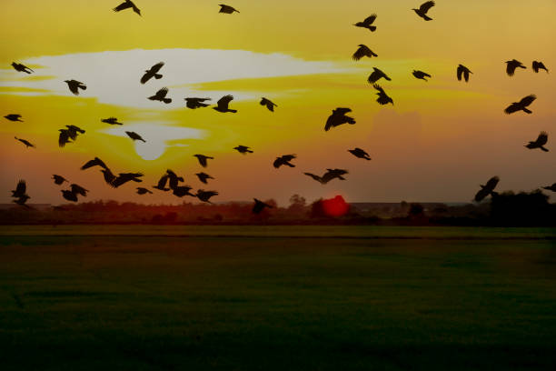 istock sunset and the rice green field ,Thailand 1150859369