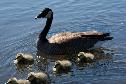 Canada geese family on a lake.