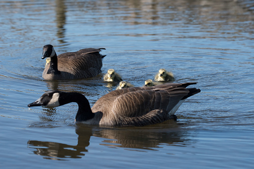 Canada geese family on a lake.