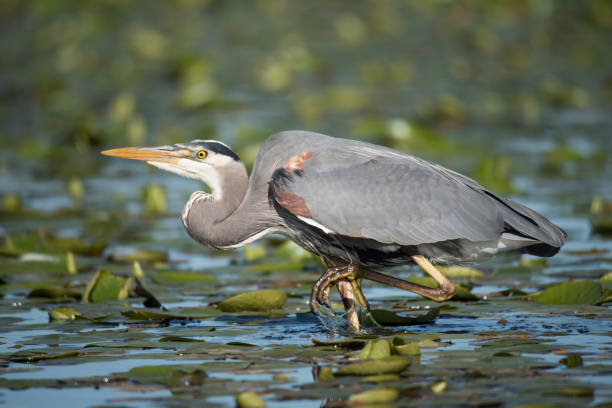 istock Great blue heron wading trough shallow water 1150861921