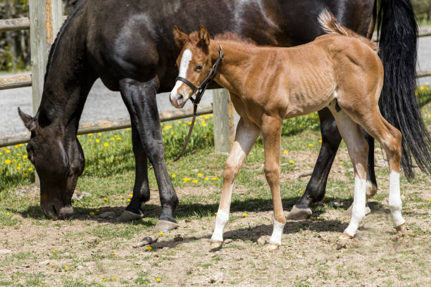 istock Cute colt next to its mother. 1150862186
