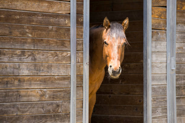 Retrato do cavalo na porta de celeiro. - foto de acervo