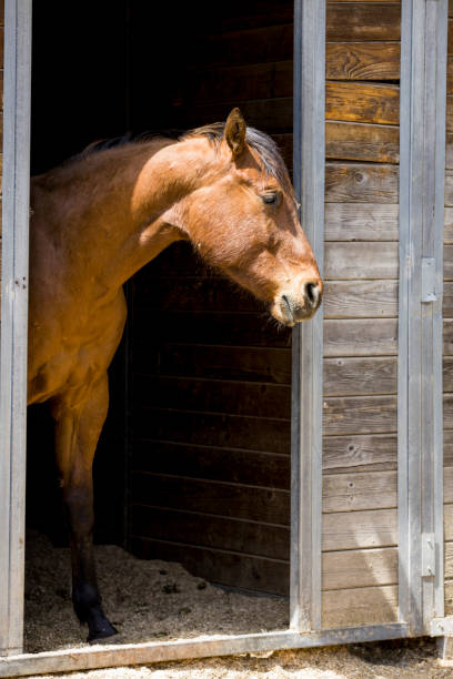 istock Chestnut horse at barn door. 1150862214