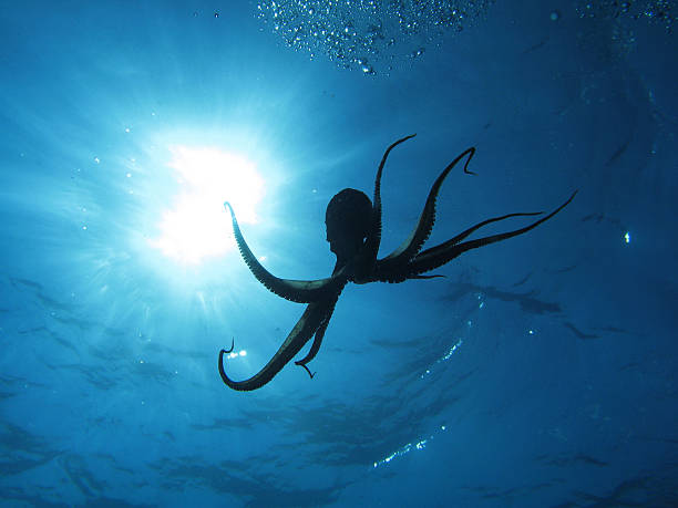 Octopus and sun Octopus in back light. Shot captured in the wild. octopus stock pictures, royalty-free photos & images