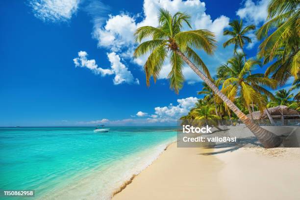 Playa Tropical En Punta Cana República Dominicana Isla Caribeña Foto de stock y más banco de imágenes de Playa