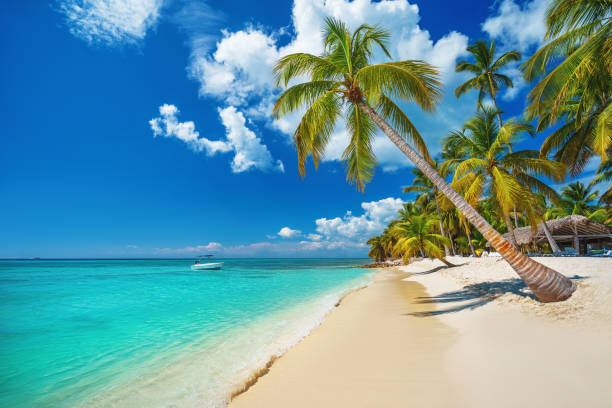 spiaggia tropicale a punta cana, repubblica dominicana. isola caraibica. - clima tropicale foto e immagini stock