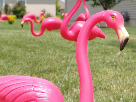 plastic pink flamingos in yard