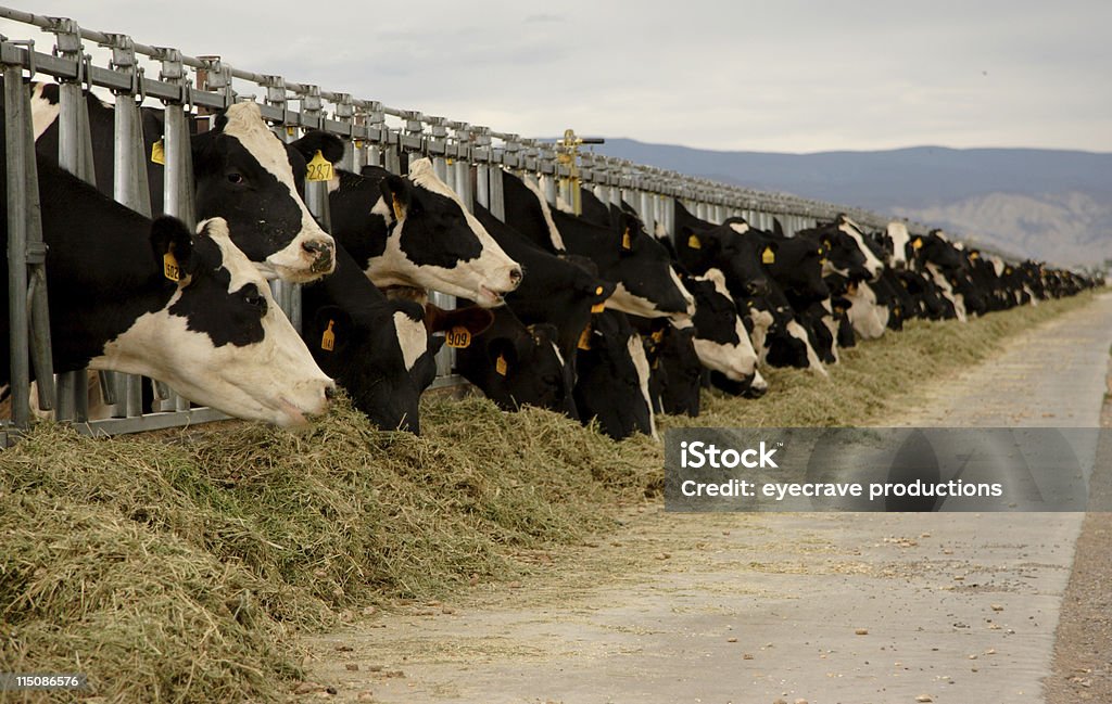 田園風景の乳製品牛 - ウェスタンのロイヤリティフリーストックフォト