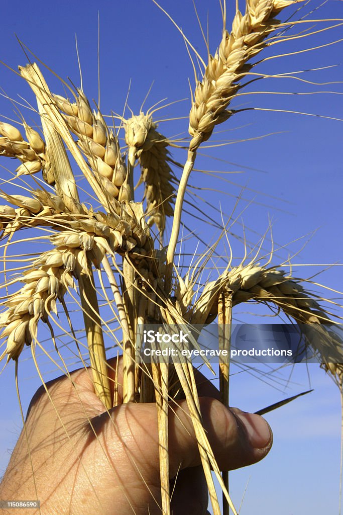 grain harvest in hand man holding barley  grain heads crop Adult Stock Photo