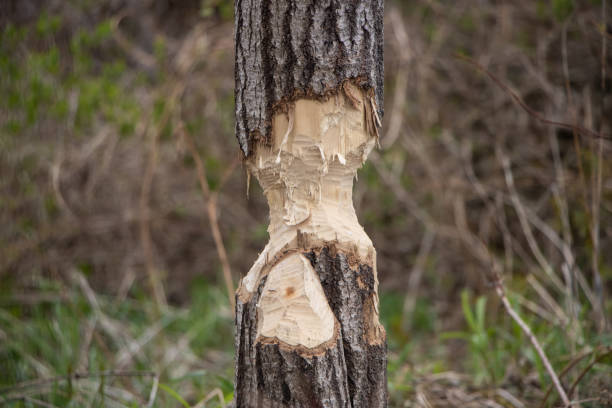 istock Tree close up partially eaten by beavers 1150866046