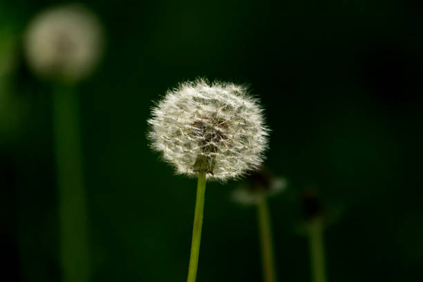 istock Close up of a dandelion 1150866047
