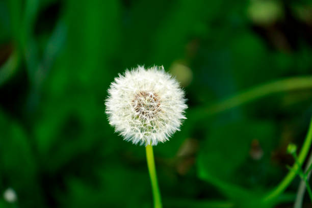 Flora