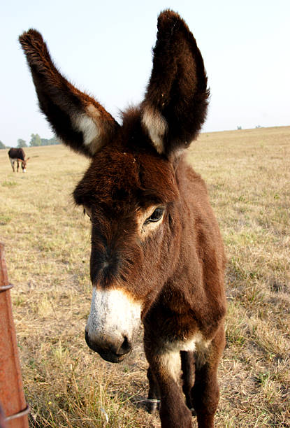 istock equine scenes - all ears mule 115086691