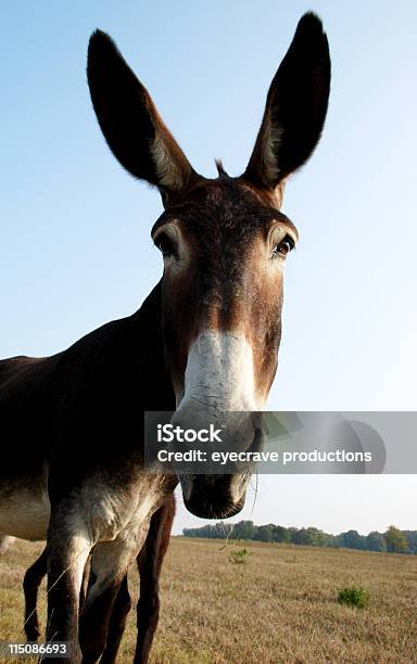 Escenas De Caballosalto Mule Foto de stock y más banco de imágenes de Aire libre - Aire libre, Amistad, Animal