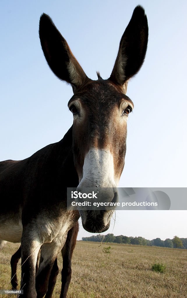 equine coulisses-tailles mule - Photo de Amitié libre de droits