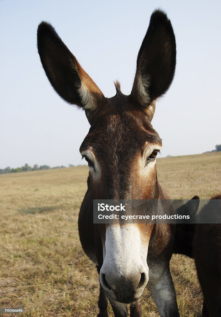 Equino quinte-full face mulo - Foto stock royalty-free di Somaro