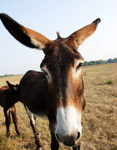 zła muł - donkey mule large grazing zdjęcia i obrazy z banku zdjęć