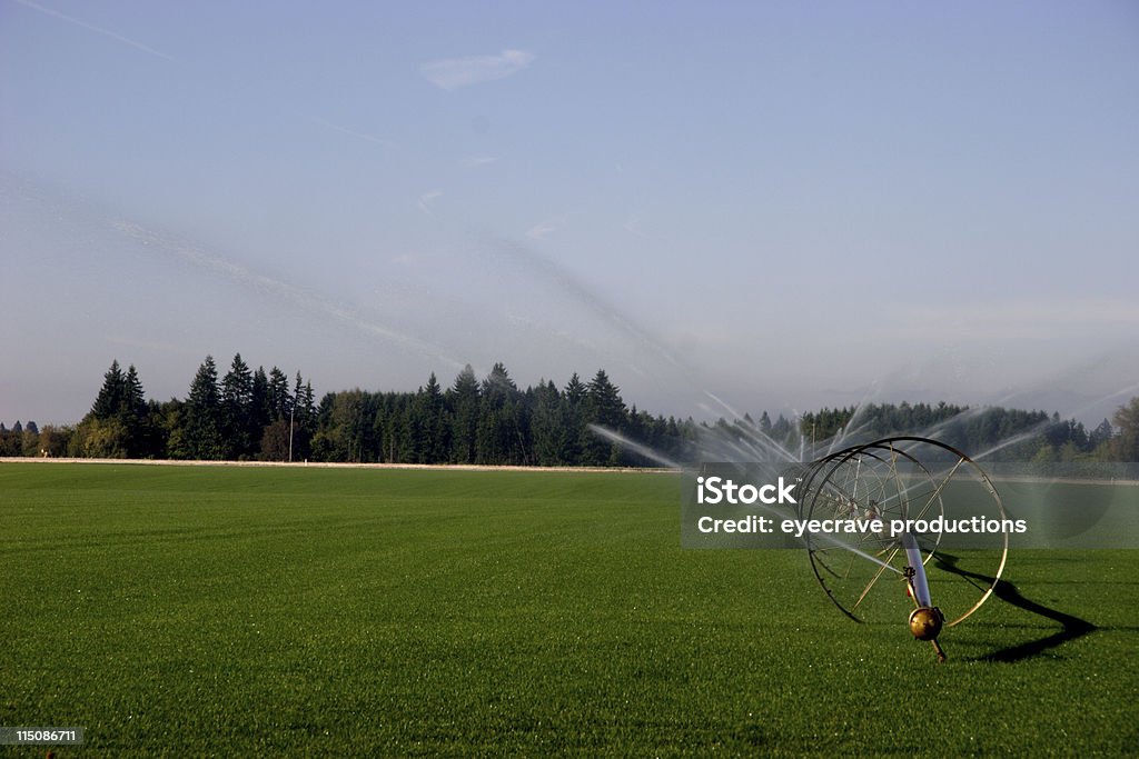 sod farm Annaffiare (orizzontale - Foto stock royalty-free di Campo in erba