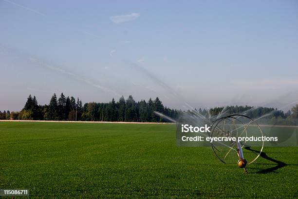 Sod Farm Annaffiare Orizzontale - Fotografie stock e altre immagini di Campo in erba - Campo in erba, Acqua, Affari