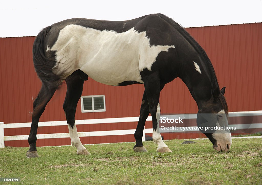 Obecność scen-American paint horse na Pastwisko - Zbiór zdjęć royalty-free (Biały)