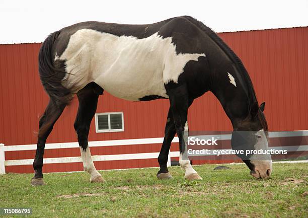 Obecność Scenamerican Paint Horse Na Pastwisko - zdjęcia stockowe i więcej obrazów Biały - Biały, Czerwona stodoła, Czerwony