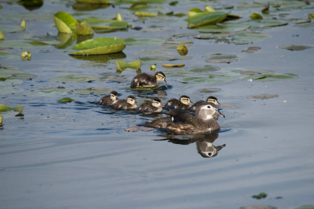 istock Ducklings and their mother 1150868164
