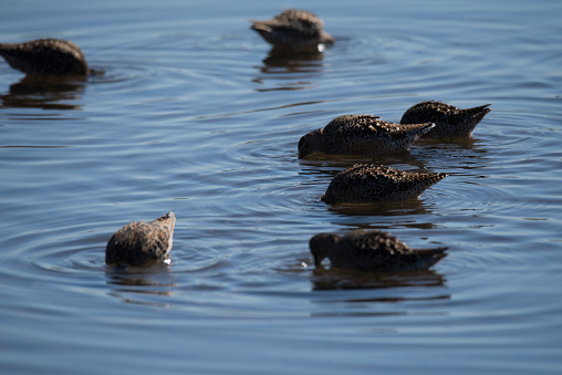 Flock of Long-billed dowitcher birds looking for food under water.