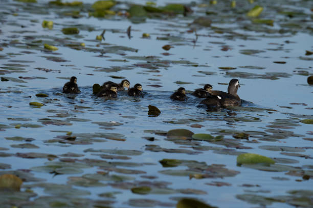 istock Ducklings and their mother 1150869305
