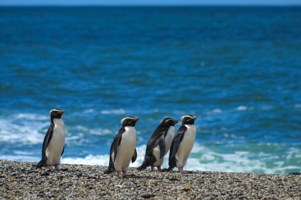 les pingouins crested de fiordland sur une plage vide - smoking issues photos photos et images de collection