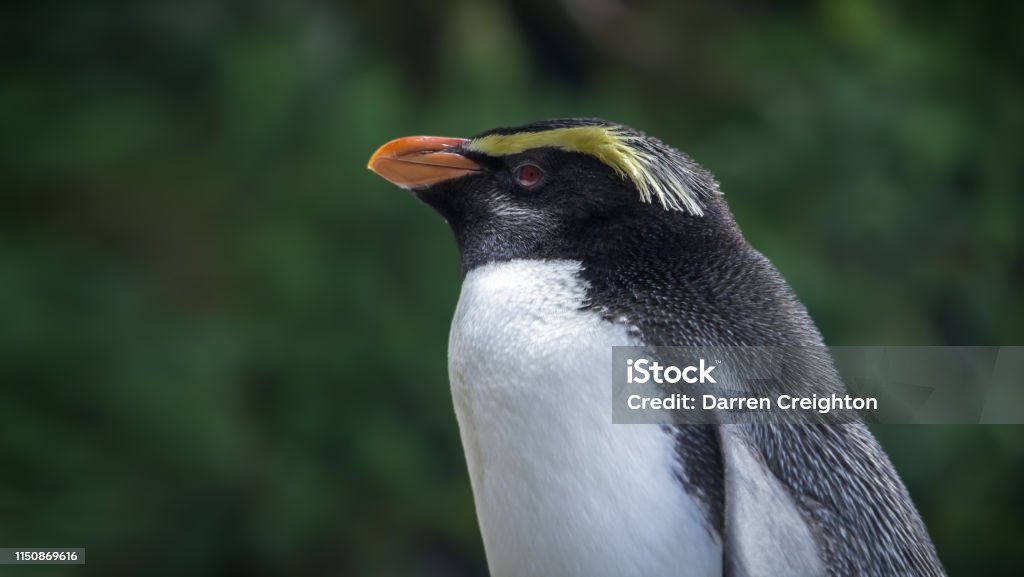 Lone Fiordland Crested Penguin - Foto de stock de Pingüino de Nueva Zelanda libre de derechos