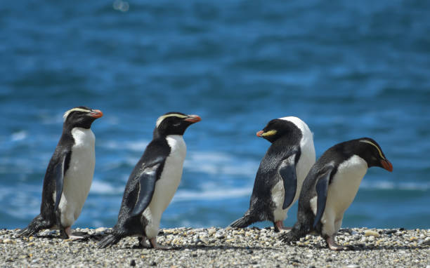 Fiordland crested penguins on an empty beach stock photo