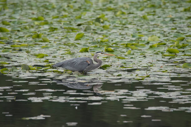 istock Great blue heron in a shallow pond 1150870183