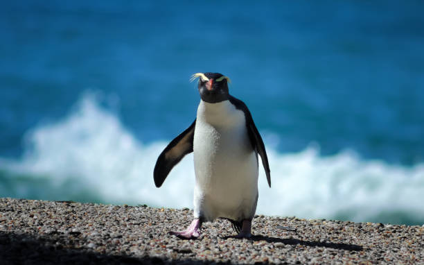 istock Lone Fiordland Crested Penguin 1150870578