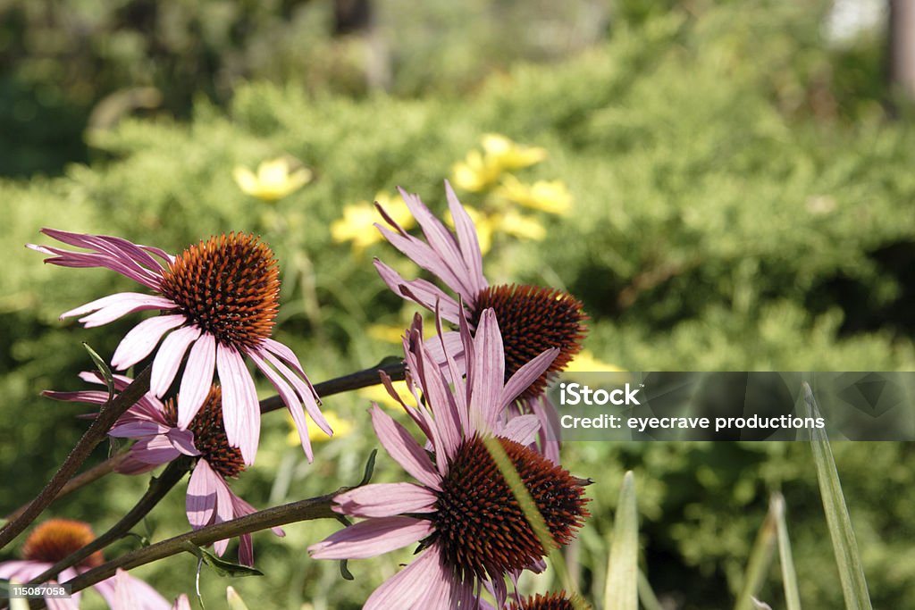 Конус цветок Эхинацея - Стоковые фото Без людей роялти-фри