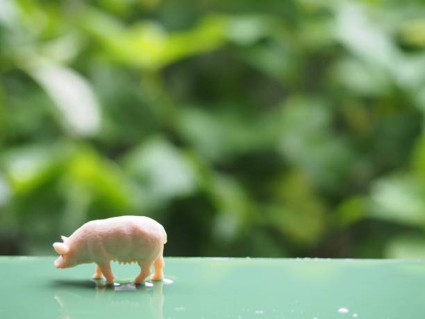 Pig to take a walk after the rain
