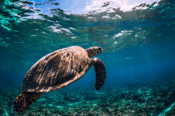 istock Sea turtle floating over corals in underwater ocean. 1150871286