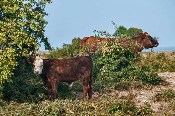istock Male calf on autumn meadow 1150871388