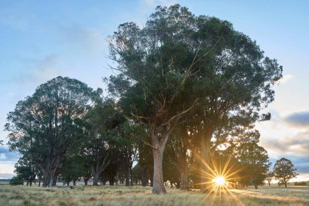 istock Tasmanian Eucalyptus Trees at Sunrise 1150871530
