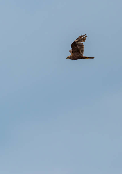 istock Western Marsh Harrier Flying in a Clear Blue Sky 1150871576