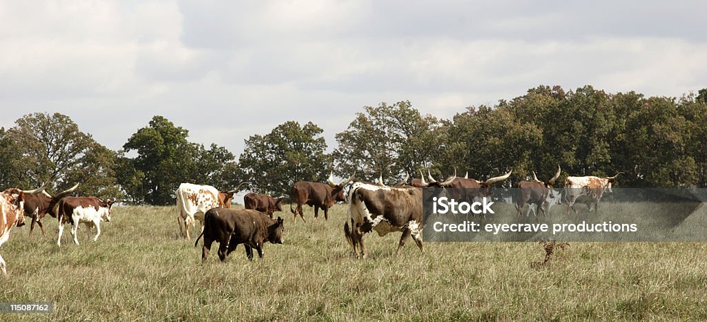 Cabaña - Foto de stock de Ganado Ankole libre de derechos