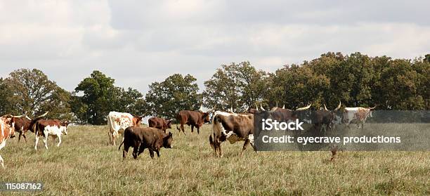 Photo libre de droit de Troupeaux De Bovins banque d'images et plus d'images libres de droit de Vache du Texas - Vache du Texas, Zébu ankole, Activité